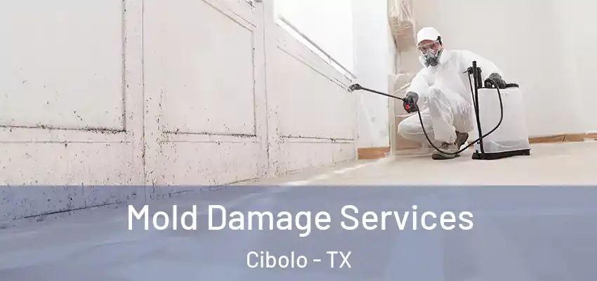  Mold Damage Services Cibolo - TX