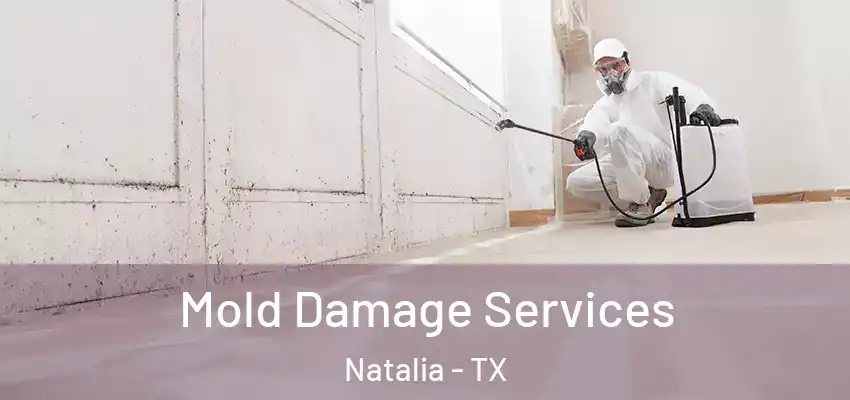  Mold Damage Services Natalia - TX