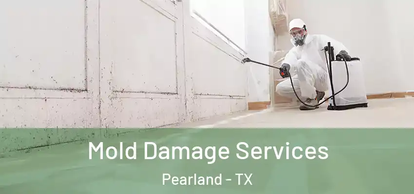  Mold Damage Services Pearland - TX
