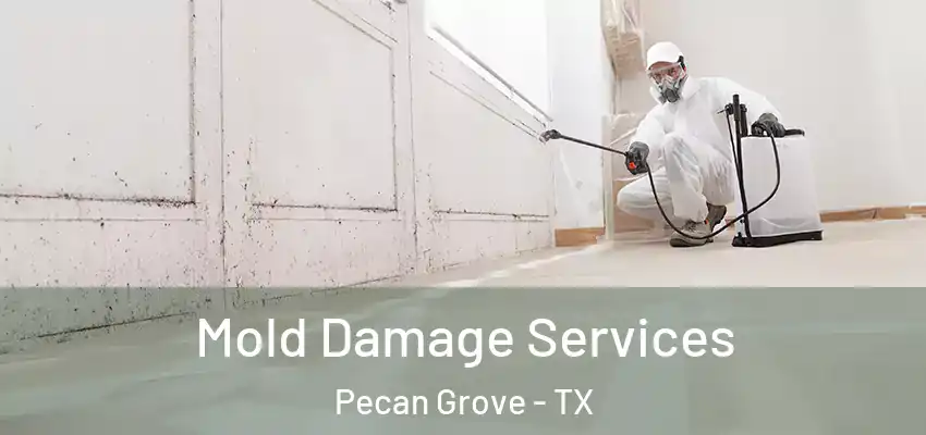  Mold Damage Services Pecan Grove - TX