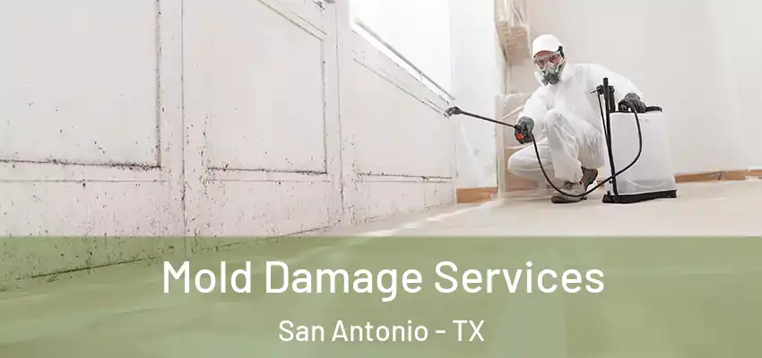 Mold Damage Services San Antonio - TX