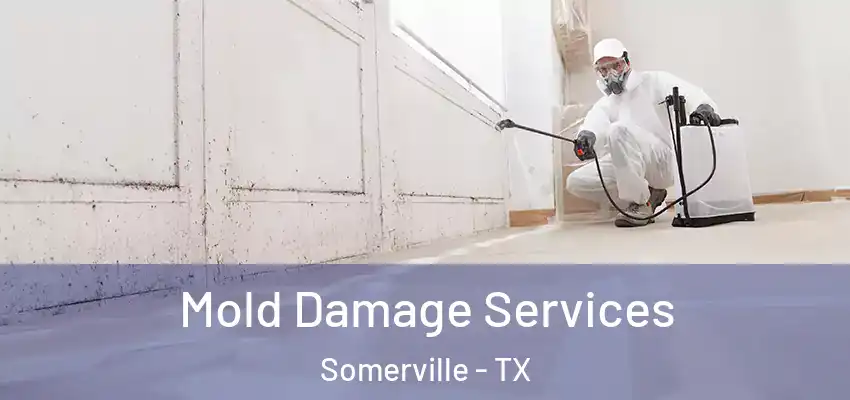 Mold Damage Services Somerville - TX