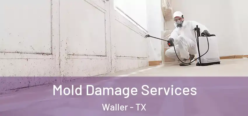  Mold Damage Services Waller - TX