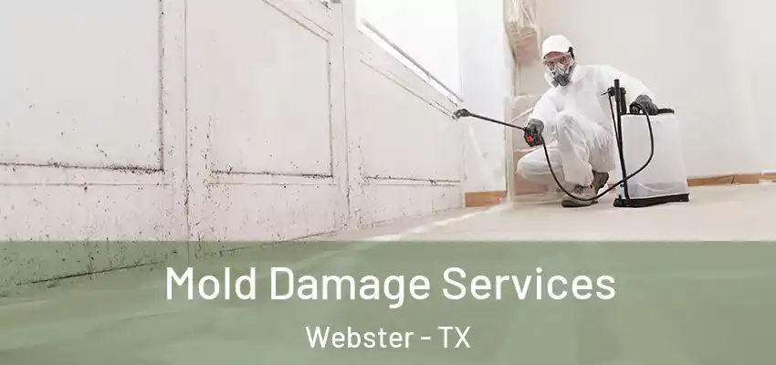  Mold Damage Services Webster - TX