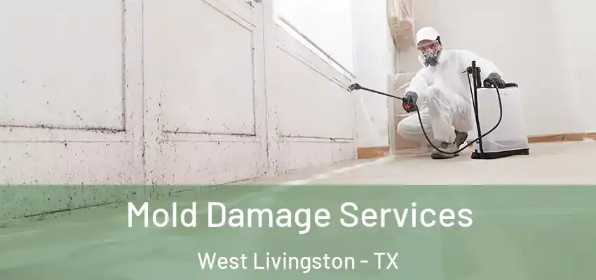Mold Damage Services West Livingston - TX