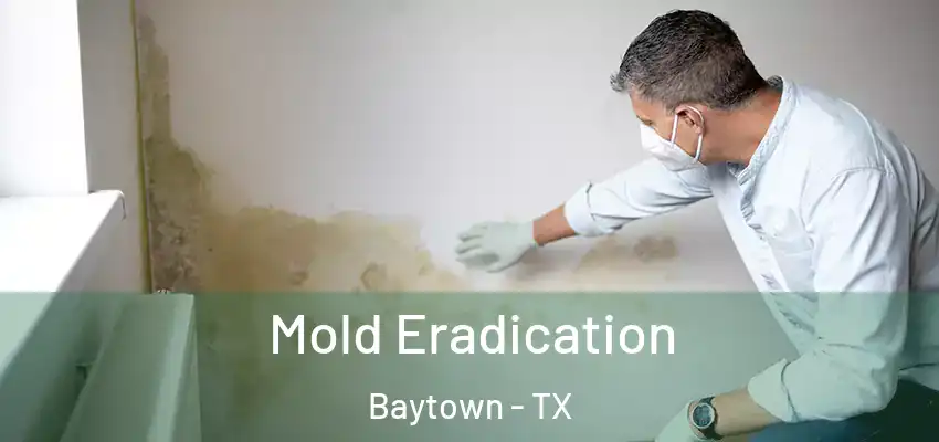  Mold Eradication Baytown - TX