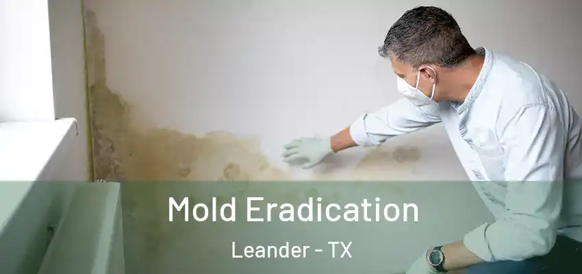  Mold Eradication Leander - TX