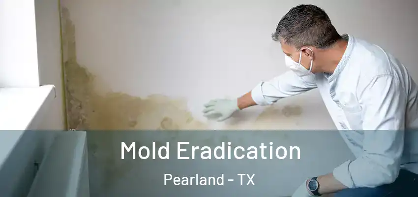  Mold Eradication Pearland - TX