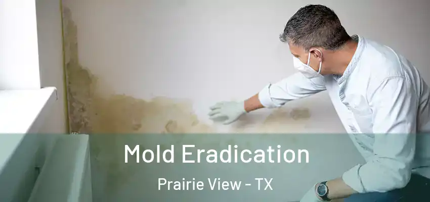  Mold Eradication Prairie View - TX
