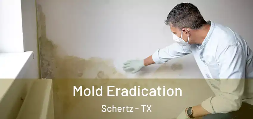  Mold Eradication Schertz - TX