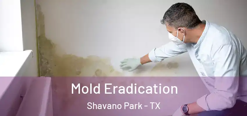 Mold Eradication Shavano Park - TX