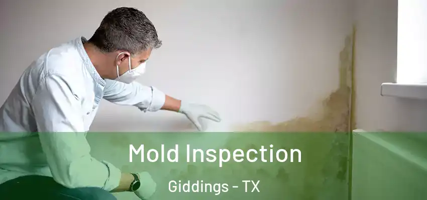 Mold Inspection Giddings - TX