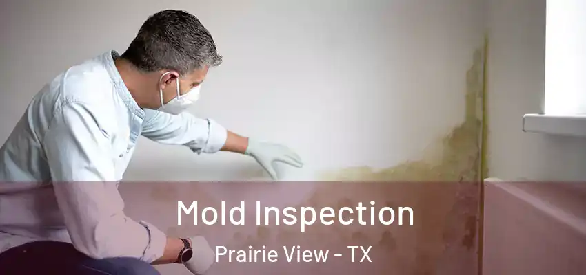 Mold Inspection Prairie View - TX
