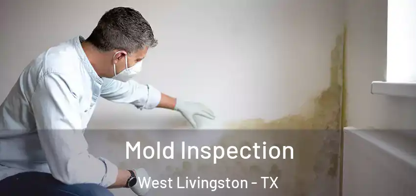 Mold Inspection West Livingston - TX
