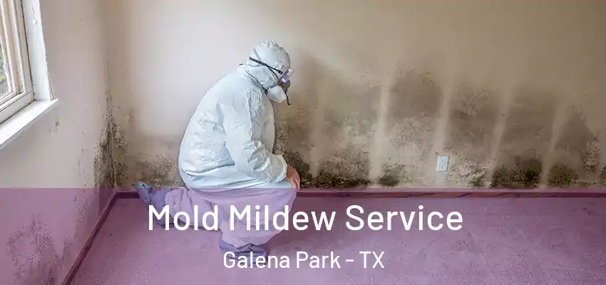  Mold Mildew Service Galena Park - TX