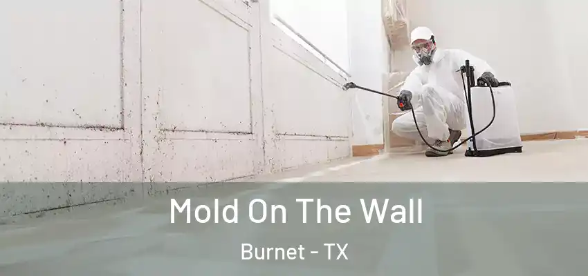  Mold On The Wall Burnet - TX