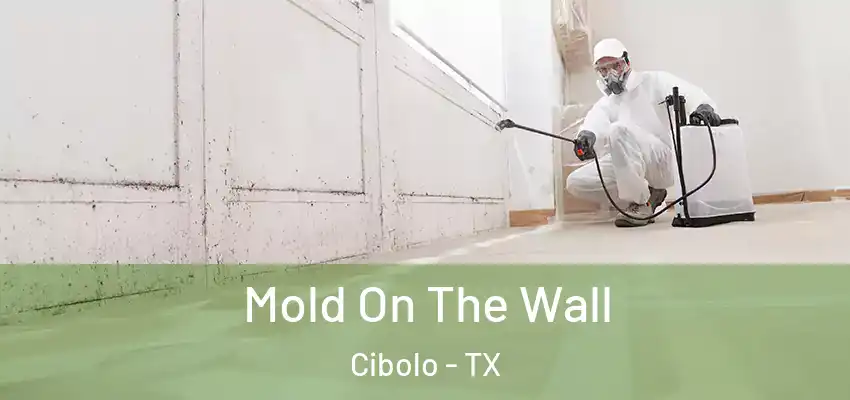  Mold On The Wall Cibolo - TX