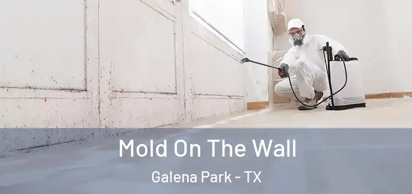  Mold On The Wall Galena Park - TX