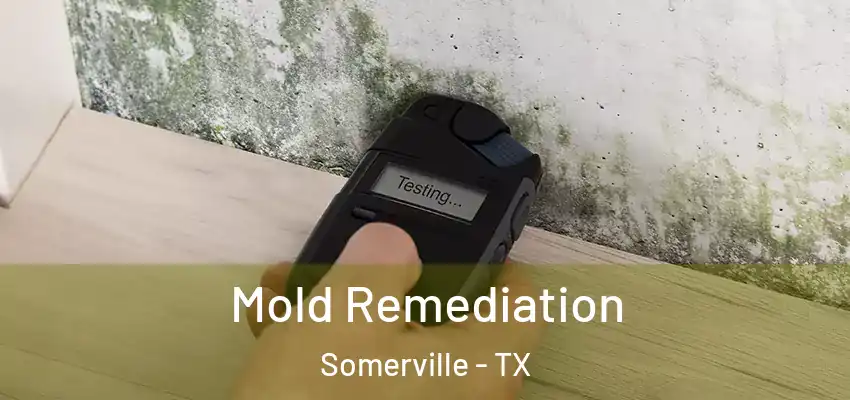  Mold Remediation Somerville - TX