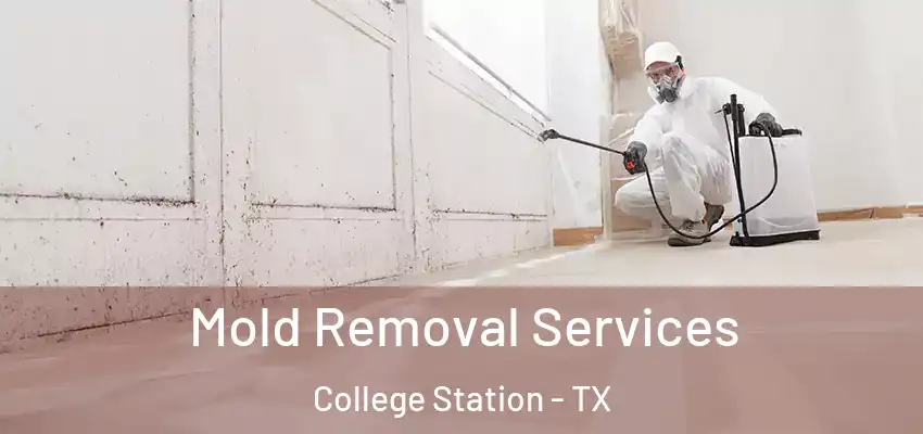  Mold Removal Services College Station - TX
