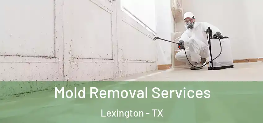 Mold Removal Services Lexington - TX