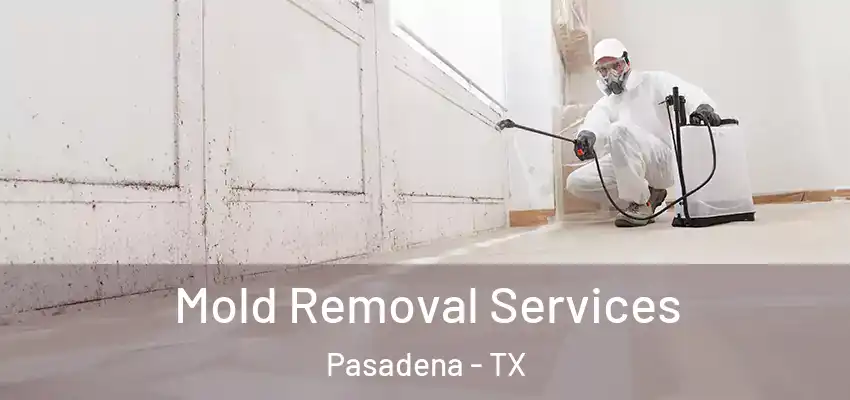 Mold Removal Services Pasadena - TX