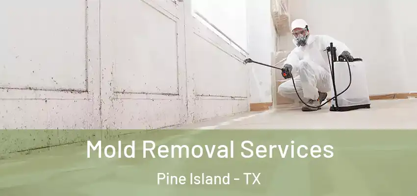  Mold Removal Services Pine Island - TX