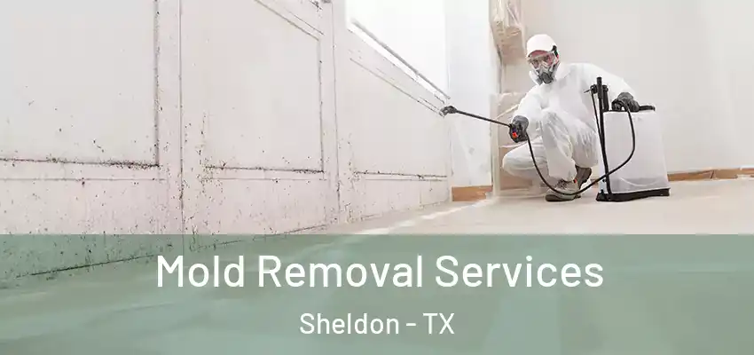  Mold Removal Services Sheldon - TX