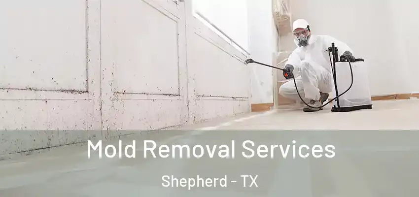  Mold Removal Services Shepherd - TX