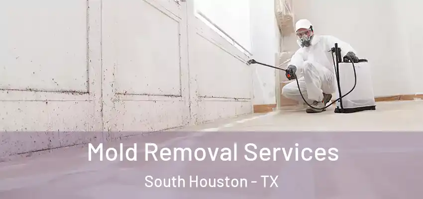  Mold Removal Services South Houston - TX