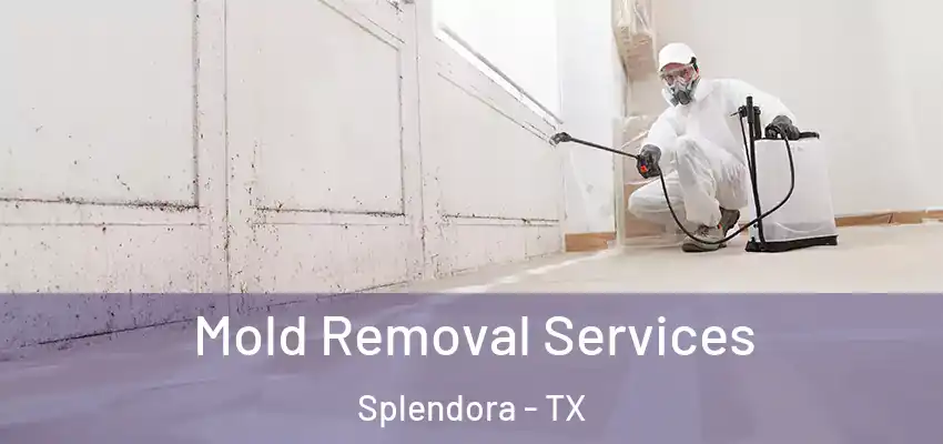  Mold Removal Services Splendora - TX