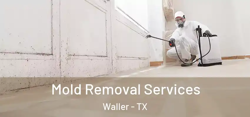  Mold Removal Services Waller - TX